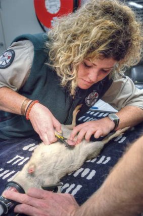 Elyce Fraser, Wildlife Officer, measures a bettong pouch at Tidbinbilla.
