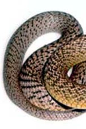 Tragic ... it has been confirmed an Ergon Energy employee died from suffering a taipan bite.