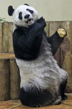 The BBC's 'Miss December', Tian Tian eats her 'panda cake' in her enclosure at Edinburgh Zoo in Scotland, on Christmas Day.