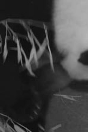 Pandamonium: Mei Xiang gives birth to her cub.