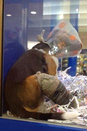 This photo of a dog in a Brisbane pet store has created a wave of online angst.