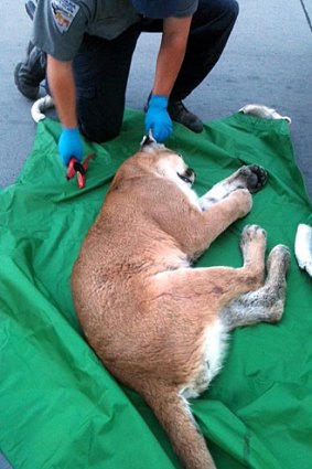 A wildlife official tags a tranquilised mountain lion that wandered into a Reno casino and hid under a stage.