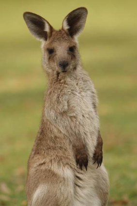 At risk &#8230; rangers report seeing animals, including kangaroos, mutilated and shot with arrows.