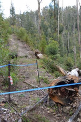 Before: Kinglake National Park just after the Black Saturday bushfires.