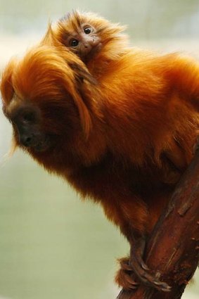 A one-month-old golden lion tamarin rides on its dad's back at the Mogo Zoo.