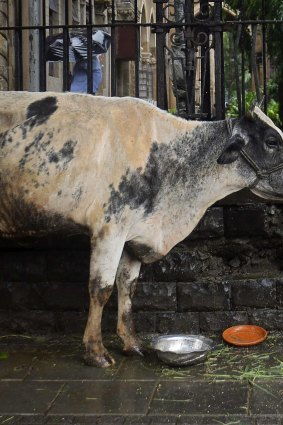 A blanket ban on the sale of beef in India is likely to have profound consequences for social cohesion.