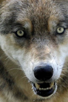 What big eyes: a wolf at Les Loups du Gevaudan.