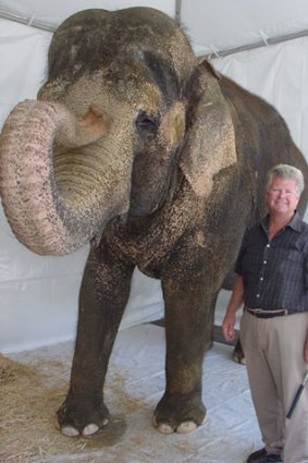 Trainer Gary Johnson with Tai, star of <i>Water for Elephants</i>.