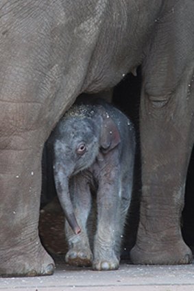 Shy celebrity ... Taronga Zoo's elephant calf makes its public debut.