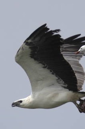 A sea eagle.