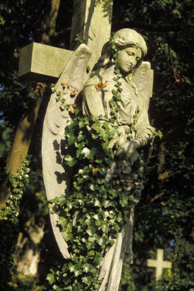 Mourning glory at Highgate Cemetery, London.