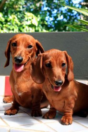 "Once you own a dachshund, you are owned by a dachshund for life."