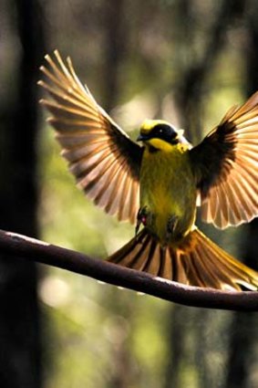 Victoria's helmeted honeyeater numbers have fallen to just 60 in the wild.