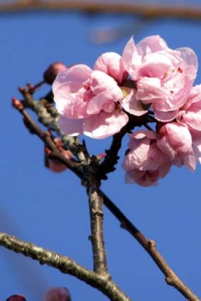 Cherry blossoms in bloom.