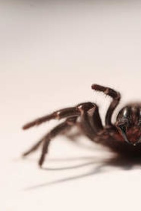 The warmer winter is bringing out the funnel web spiders.