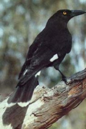The eastern pied currawong has pushed its western relative aside.