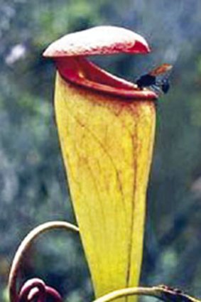"Flesh-eating pitcher plant, (<i>Nepenthes tenax</i>), discovered in Queensland in 2006.