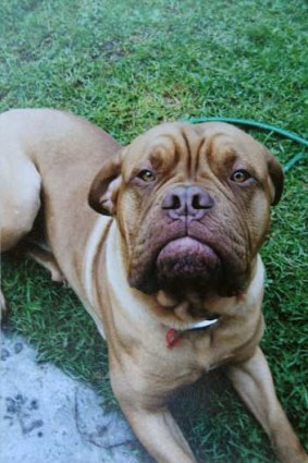 Hector, The Dogue de Bordeaux found dead at the Nilimbik pound.