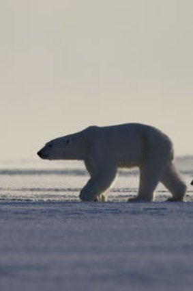 The BBC's <i>Frozen Planet</i> proved to be vintage Attenborough.