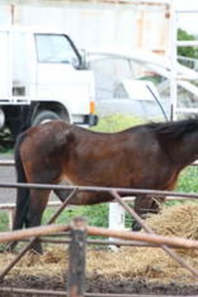 Pet hates … horses in a pen before being slaughtered.