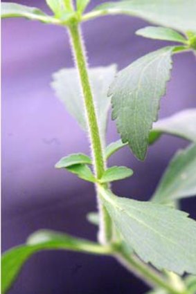 For a natural sweetener, pop leaves in your tea Alice Gibson suggests ... Stevia plant.