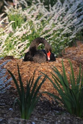 The male black swan nests.