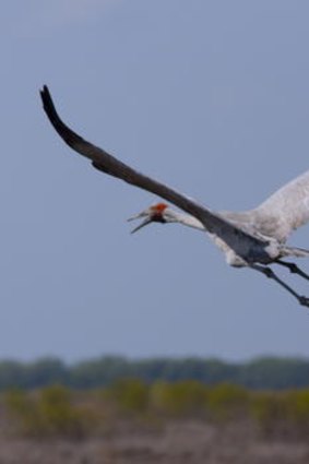 A black-necked stork.
