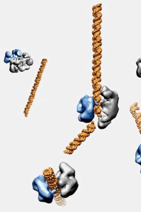 The enzyme Cas9, shown in blue and gray, can cut DNA, in gold, at selected sites, as seen in this model from electron microscope images.