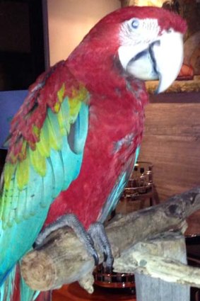Missing: Paris the macaw.