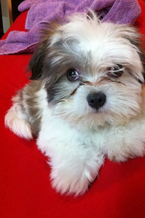 Shih tzu 'Cookie', beaten to death by her owner.