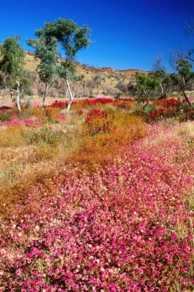 Bloom with a view … native wildflowers in WA.