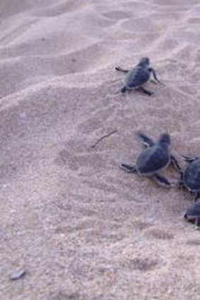 Conservation project ... turtle hatchlings at Gnaraloo Station.
