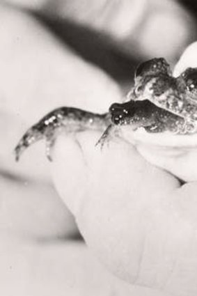 The gastric-brooding frog, extinct since 1983.