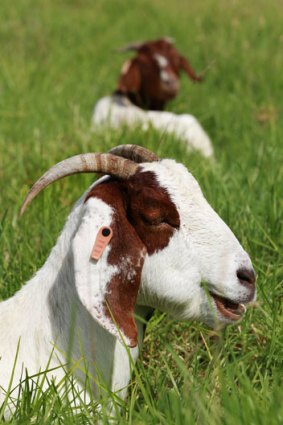 The RSPCA adopted out a goat as a companion animal. <i>File</i>