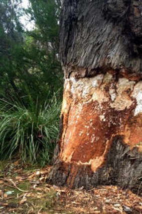 The Separation Tree, a 400-year-old river red gum, is one of three trees in the Royal Botanic Gardens that were ringbarked.