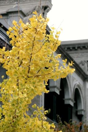 Yellow autumn leaves contrast prettily with the grey architecture.