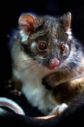 A ringtail possum from Melbourne Zoo.