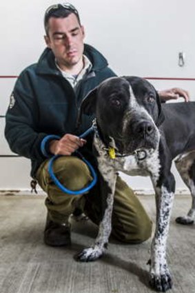 Dog ranger Jason Ritzen with a mastiff cross, reunited with its owners by Domestic Animal Services Shelter earlier this year.