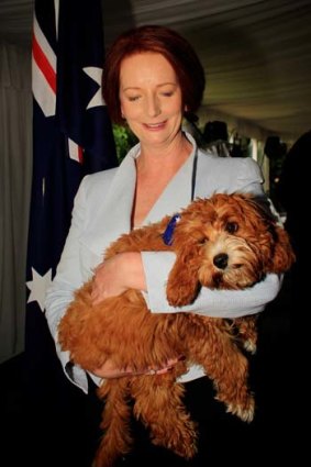 Prime Minister Julia Gillard cuddles her cavoodle, Reuben, at a morning tea for the Australian of the Year finalists.