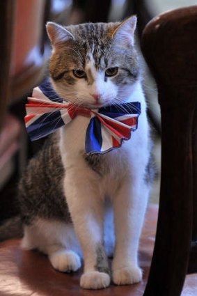 Larry, the 10 Downing Street cat, sits on a chair wearing a British Union Jack bow tie ahead of the Downing Street street party in central London.
