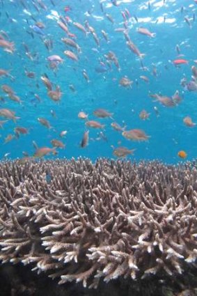 Researchers,  from the ARC Centre of Excellence for Coral Reef Studies (Coral CoE) at James Cook University, find rising ocean temperatures due to climate change will see reefs retaining and nurturing more of their own coral larvae, leaving large reef systems less interconnected and potentially more vulnerable.
