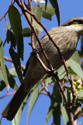 A singing honeyeater explores the trees at Ascot.