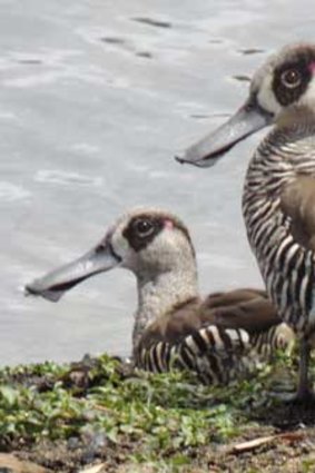 Pink-eared ducks.