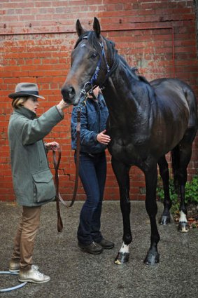 Trainer Gai Waterhouse with Fiorente after a trackwork session at Moonee Valley.