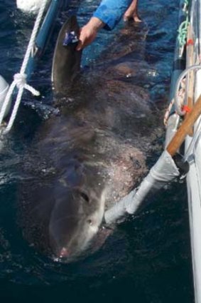 A juvenile white shark with a tag on the dorsal fin, ready for release.