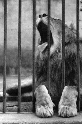 Up close: Lion in a cage at Melbourne Zoo in 1974.