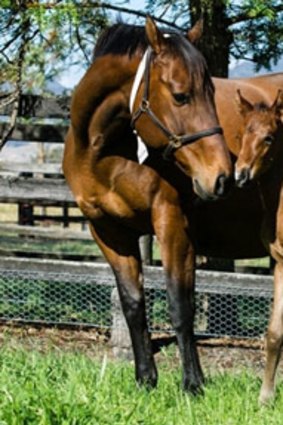 Helsinge, Black Caviar's dam, with Caviar's only full sister, a bay filly by Bel Esprit who was born last Wednesday.
