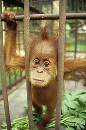 High cost ... poachers who kill  adult orang-utans and catch their babies  are driving the species to extinction.