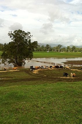 Dave and Leonie Paish's dairy farm is isolated by floodwaters.