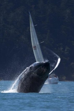 Making a splash: A whale puts on a show during Race Week.